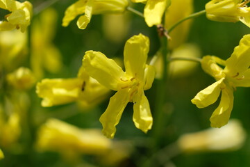 FU 2021-05-23 Obstfeld 4 Blick aus der nähe auf gelbe Kohlblüten