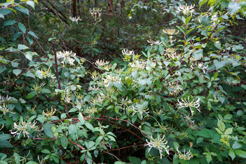 Close up of honeysuckle flower  