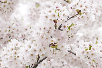 Naklejka premium Spring