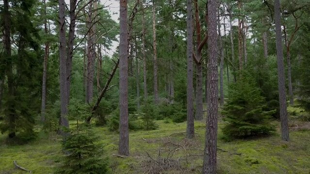 Tisvilde Hegn. Raise in danish forest. 