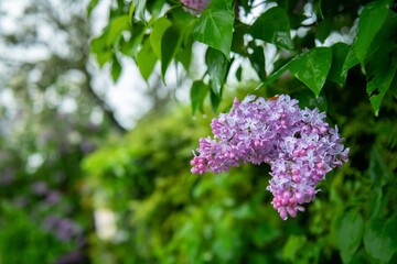 Beautiful lilac blossoms in the full bloom.