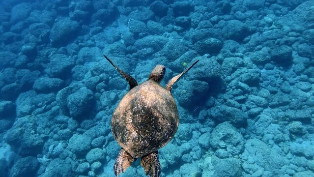 A Beautiful Sea Turtle Calmly Swimming In The Turqoise Blue Ocean. - slow motion - underwater shot