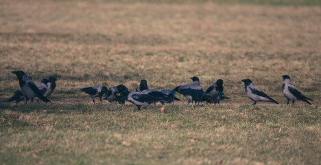 group of hooded crows foraging in park on short meadow