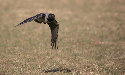 flying hooded crow