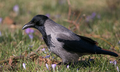 hooded crow in meadow of violet crocus
