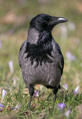 portrait of hooded crow looking curious into camera