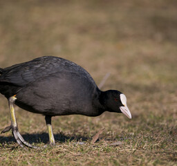 coot close up on grassland
