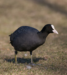 black bird with white forehead looking curious into camera while foraging on brown grass