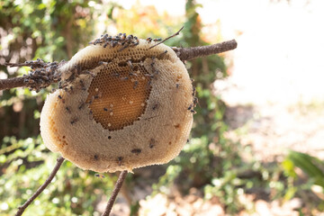 Close-up of a honeycomb hanging from an Anthophila tree. Bees are classified as invertebrates. phylum arthropods Classified as a type of insect living together in swarms. Most of them are foraging for