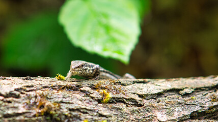 Lizard on a tree trunk in the forest sunbathing. Animal shot of a reptile.