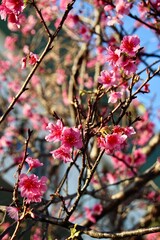 沖縄県宮古島　寒緋桜　カンヒザクラ