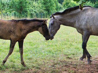 Foal and mother horse seen on a way of a horse breeding while hiking on vacation