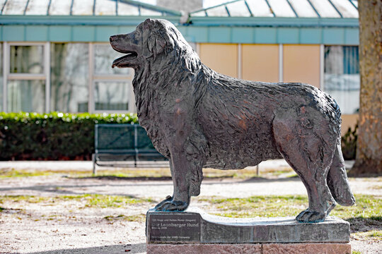 pels Føderale På hovedet af Statue Hund Images – Browse 492 Stock Photos, Vectors, and Video | Adobe  Stock