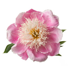 Obraz na płótnie Canvas Delicate pink peony flower isolated on a white background.