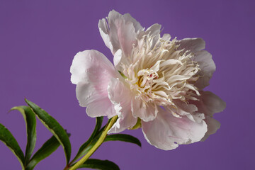 Delicate pink peony flower  isolated on a violet background.
