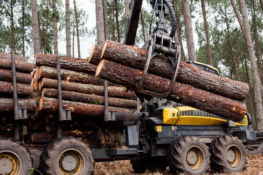 porter or forwarder collecting pine trunks for storage