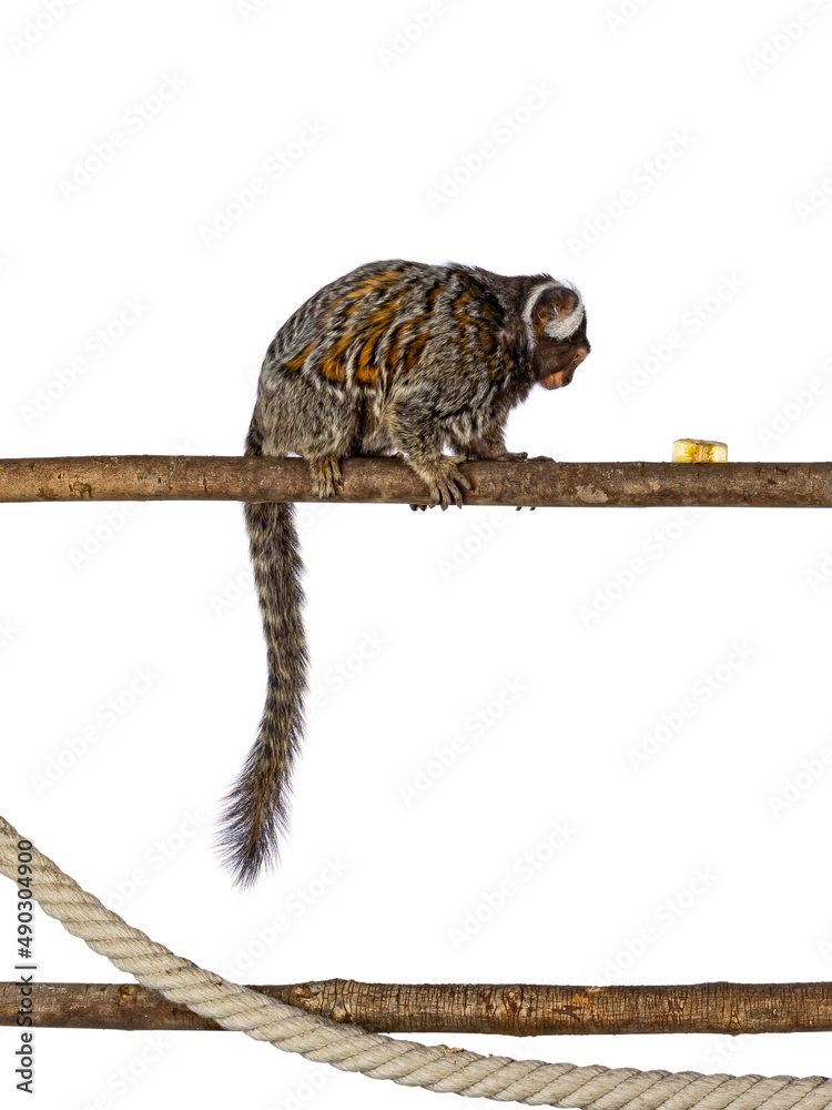 Poster cute common marmoset monkey aka callithrix jacchus, sitting side ways on branch. looking side ways t