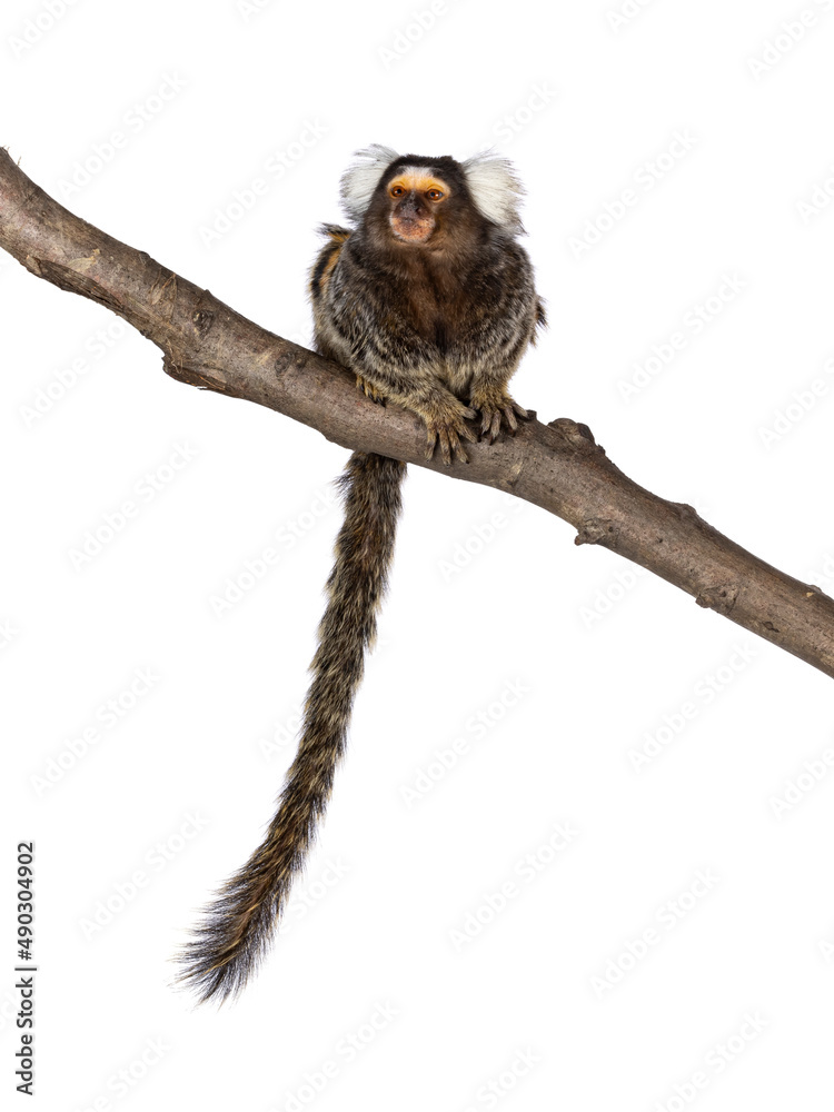 Aufkleber cute common marmoset monkey aka callithrix jacchus, sitting facing front on branch. looking beside a