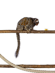 Cute common marmoset monkey aka Callithrix jacchus, sitting side ways on branch. Looking side ways to piece of banana on branch with tail hanging down. Isolated on a white background.