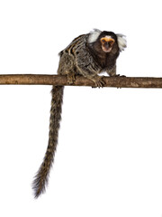 Cute common marmoset monkey aka Callithrix jacchus, sitting side ways on branch. Looking straight...