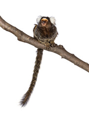 Cute common marmoset monkey aka Callithrix jacchus, sitting facing front on branch. Looking beside...