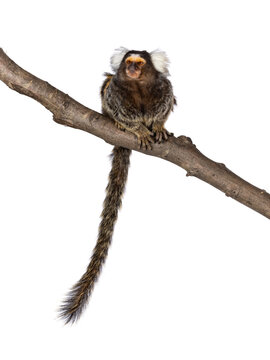Cute common marmoset monkey aka Callithrix jacchus, sitting facing front on branch. Looking beside and away from camera with tail hanging down. Isolated on a white background.