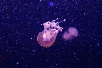 macro of a beautiful jellyfish phyllorhiza punctata