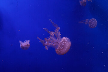 Obraz na płótnie Canvas macro of a beautiful jellyfish mastigias papua