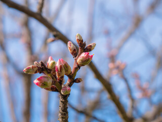 The first buds of an almond tree (Prunus dulcis) begin to open on the branches in early spring to create their characteristic beautiful flowers and branches and blue sky in the background