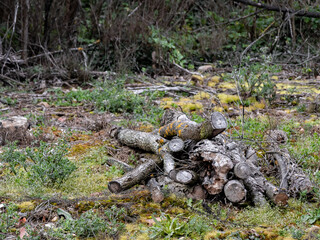 Logs of wood cut and piled in a pile on top of the grass of a forest, for later collection and to serve as fuel for the fireplaces and old kitchens of the villages