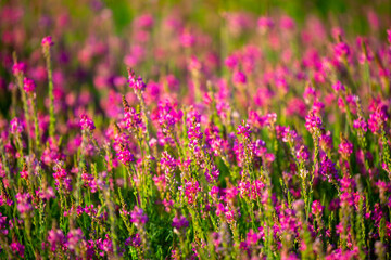Obraz premium Blooming field against the background of mountains. Beautiful landscape with lavender flowers. Spring background of colorful landscape. Mountain pink flowers.