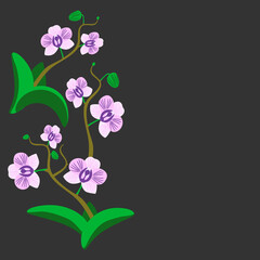Vector - orchid flower, illustriaited template.