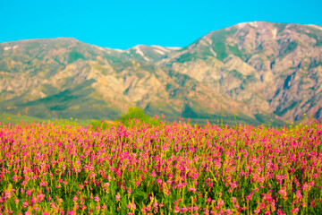 Fototapeta premium Blooming field against the background of mountains. Beautiful landscape with lavender flowers. Spring background of colorful landscape. Mountain pink flowers.