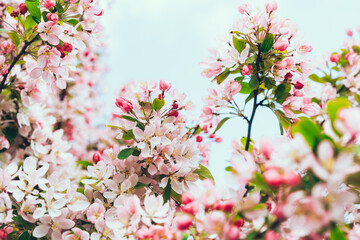 Branches of pink flowers of blooming apple tree in spring on a Sunny day. Springtime flowers and spring nature beauty. selective focus.