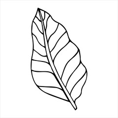 Simple hand drawn doodles. tropical leaves silhouette vector. Hand drawn silhouette palm leaf icon on white background. Cartoon sketch element: greenery Arecaceae, Palmae Palm Leave