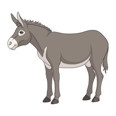 Color illustration with gray donkey, mule. Isolated vector object on white background.