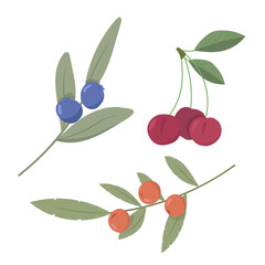Vector set with branches of berries. Cherry, blueberry and sea-buckthorn illustration, all elements isolated on white background. 