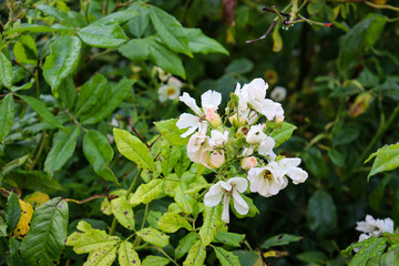 old white wild roses