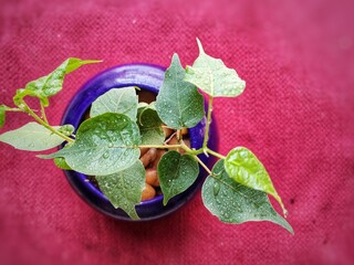 Pipal Bonsai, Ficus religiosa plant