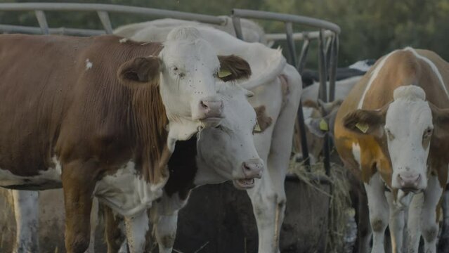 free grazing cows and breeding in the Italian plain in Puglia