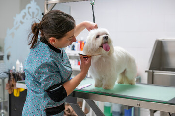 : Young woman dog groomer grooming a small white Maltese dog under the chin hair