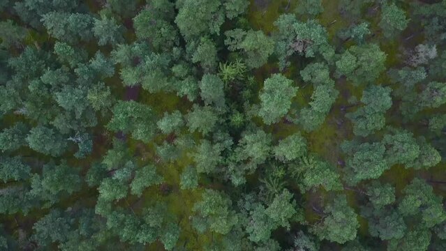 Tisvilde Hegn flyover