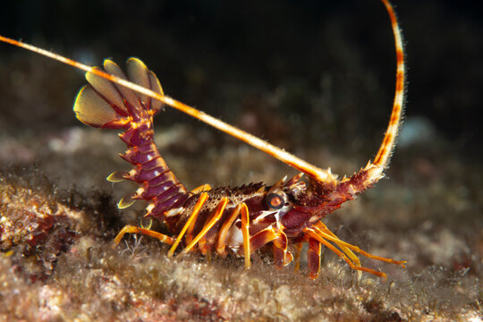 Spiny Lobster  ( Palinurus elephas ). İzmir, Turkey.