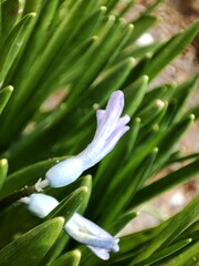 Obraz premium lily of the valley