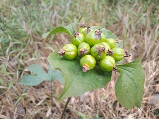 the fruit of the wild green forest questionnaire plant in the yard