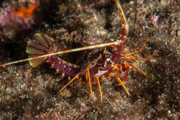 Spiny Lobster  ( Palinurus elephas ). İzmir, Turkey.