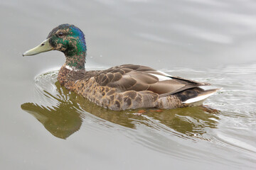 Duck on the water