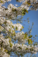 Spring trees