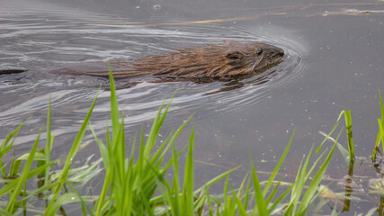 Water rat