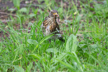 Bird with worm